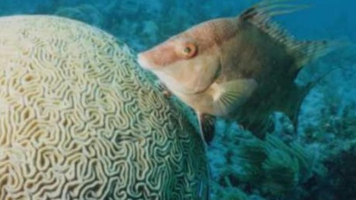 A hogfish circles a brain coral on the Florida Keys reef. New limits on taking the popular food fish go into effect Aug. 24.