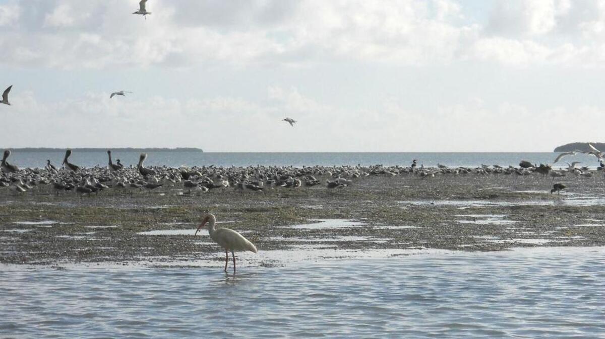 Debate over the best way to get more fresh water into Florida Bay could spill over into the 2017 Florida Legislature’s session starting March 7.