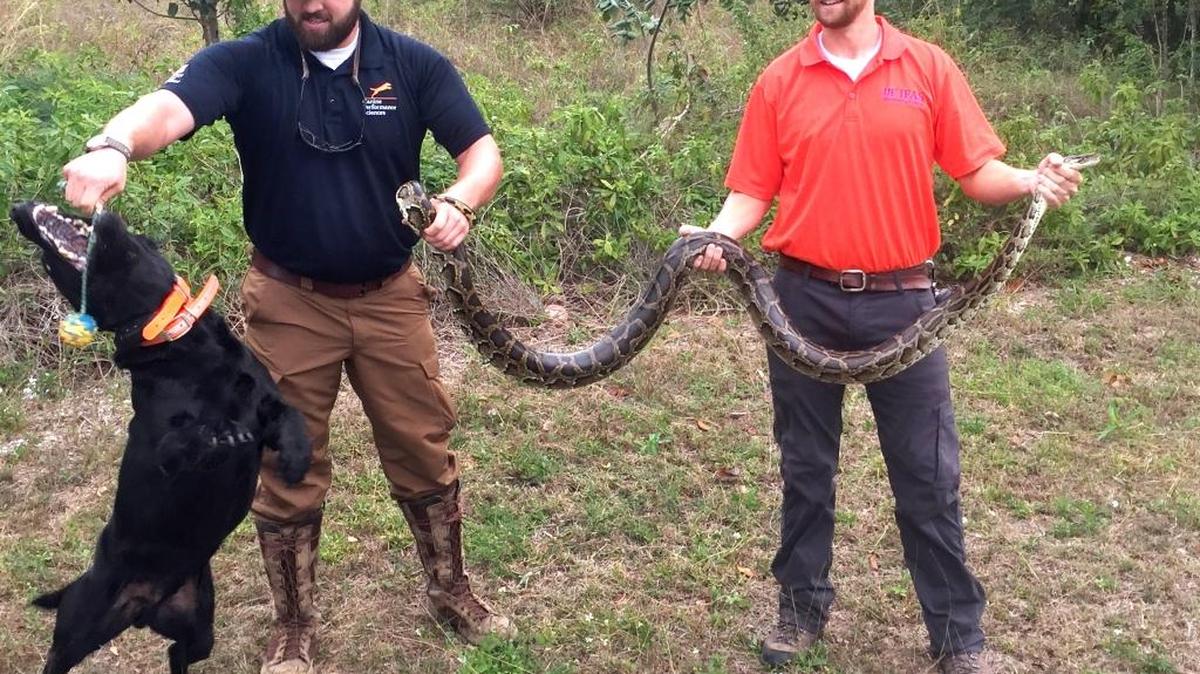Floyd, a Labrador retriever trained to detect snakes, gets his chew-ball reward for tracking down a Burmese python on North Key Largo earlier this month. Dog handler Bart Rogers (left) and wildlife technician Alex Dyson captured the invasive constrictor.
