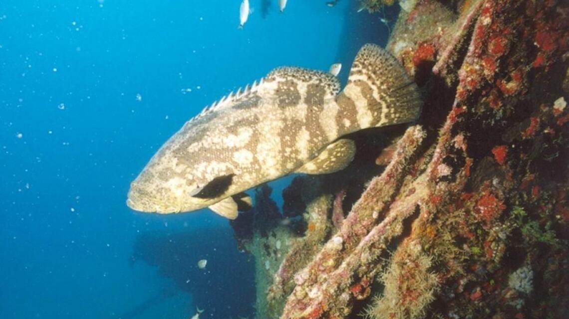 Will fishing the goliath grouper be allowed again? Florida considers a lottery