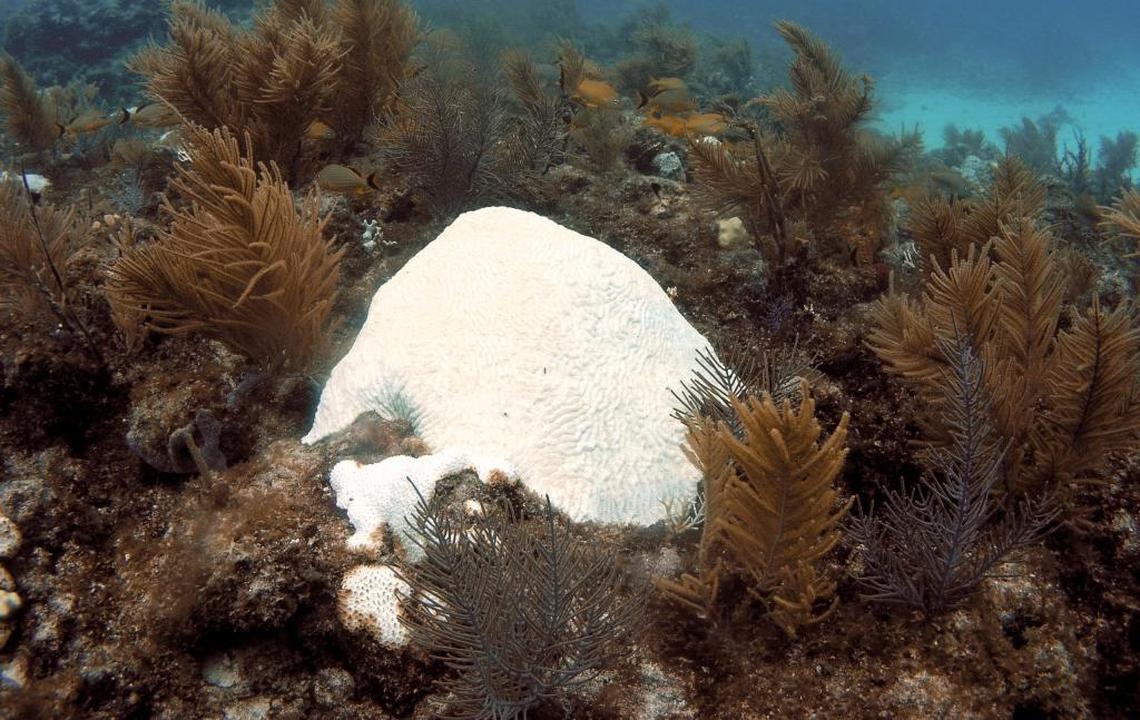 A brain coral off Key Largo suffers extreme bleaching in a 2014 event. Continued hot weather could raise chances of new coral bleaching.