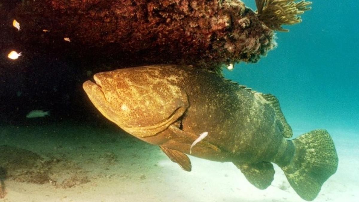 A large Goliath grouper finds shelter under a Dry Tortugas coral head. State fishery managers start a series of workshops on the Goliath numbers in the Florida Keys in August.