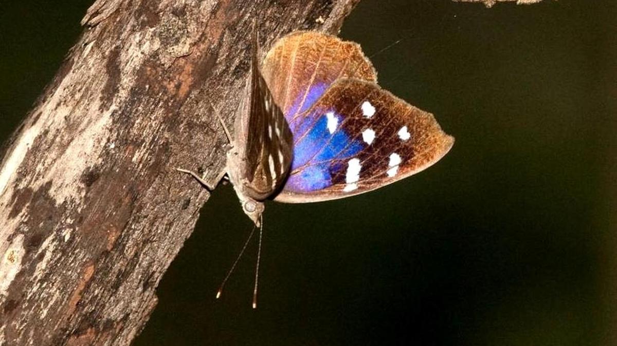 A Florida purplewing, found in hardwood hammocks in the Keys, was photographed by butterfly counter Holly Salvato May 19 in Key Largo.