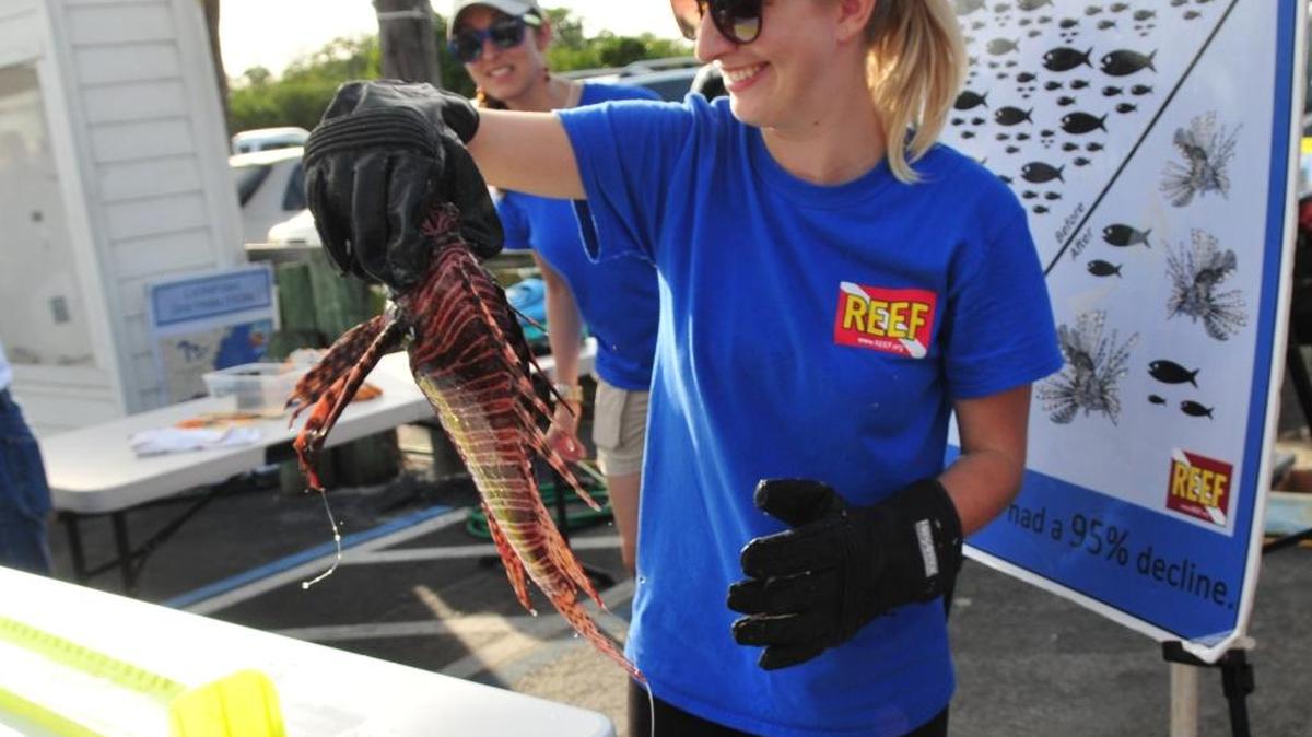 Emily Stokes of the REEF Lionfish Program logs and scores lionfish captured in a one-day contest.