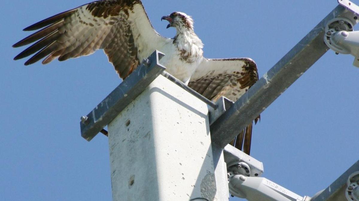 A protective status of ospreys in the Florida Keys could undergo scrutiny at a state wildlife meeting Monday and Tuesday.