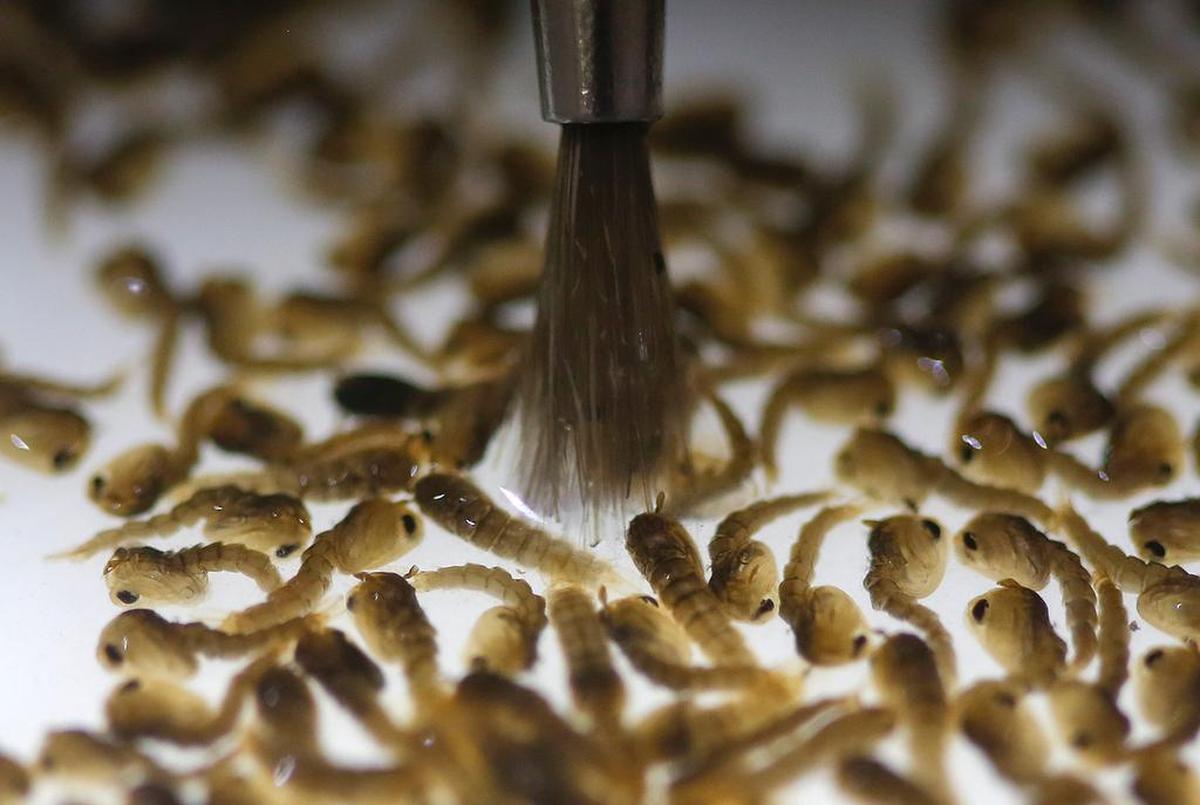 A technician from the British biotec company Oxitec inspects the pupae of genetically modified Aedes aegypti mosquitoes, a vector for transmitting the Zika virus, in Campinas, Brazil. The company hopes to get approval to release its mosquitoes in the Florida Keys.