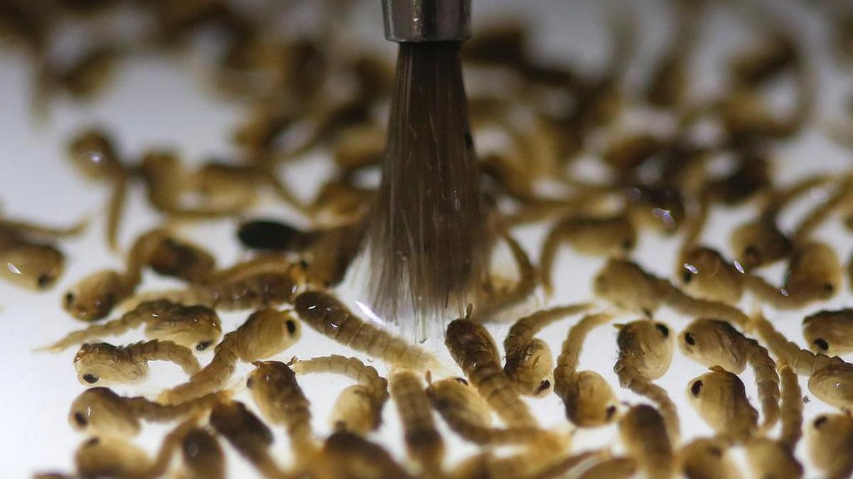 A technician from the British biotec company Oxitec inspects the pupae of genetically modified Aedes aegypti mosquitoes, a vector for transmitting the Zika virus, in Campinas, Brazil. The company hopes to get approval to release its mosquitoes in the Florida Keys.