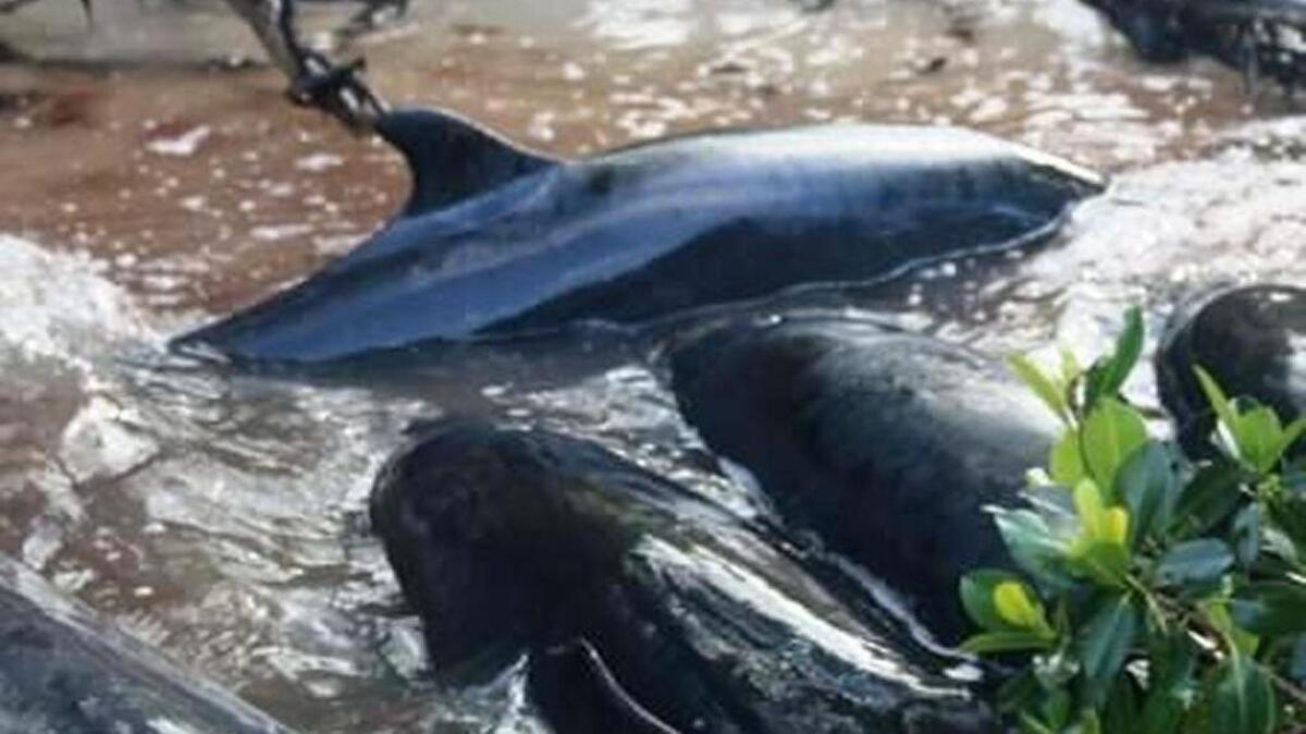 False killer whales strand along a mangrove beach this week in mainland Monroe County. Few survived the stranding. Cause of the stranding is unknown.