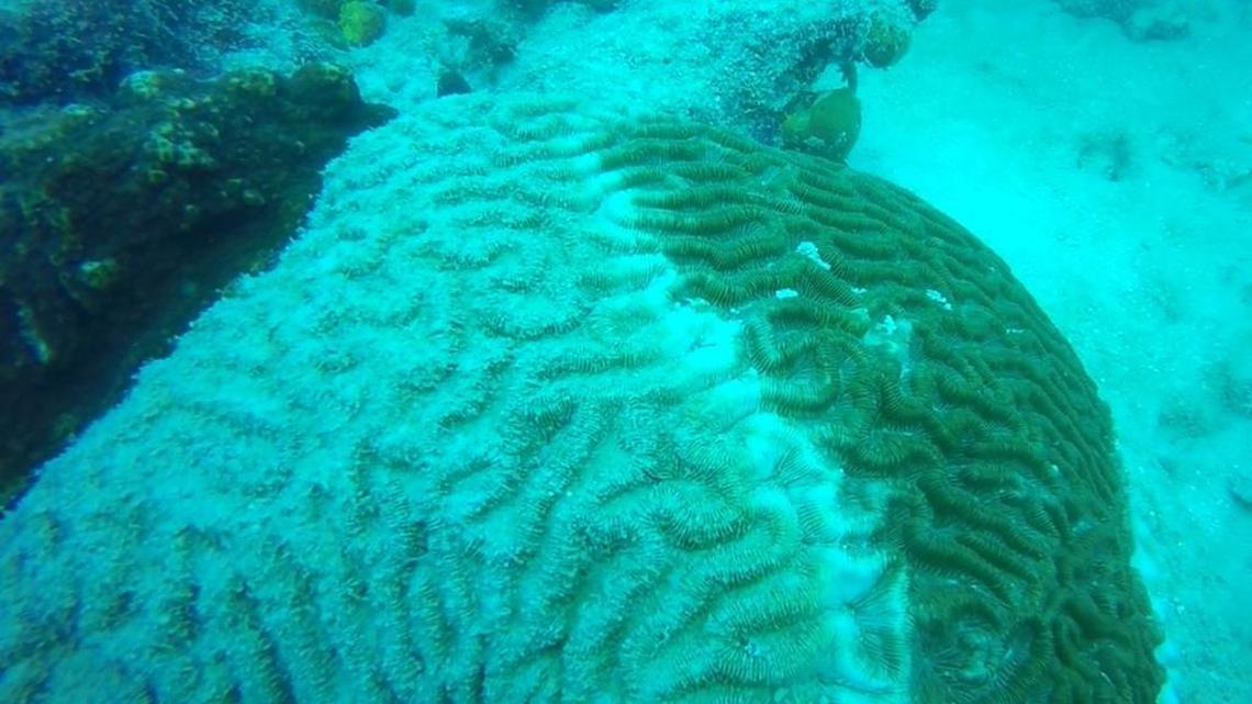 A brain coral at Alligator Reef off Islamorada shows signs of a mysterious coral disease.