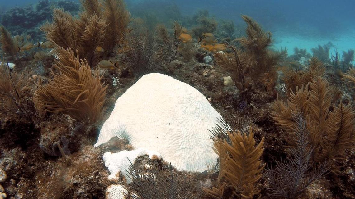A brain coral off the Upper Keys suffers from a 2014 bleaching event that threatens the corals’ survival. This summer may not be as dire, scientists say.