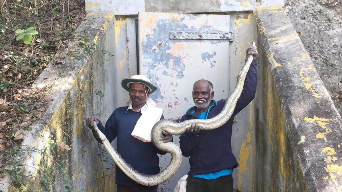 Masi Sadaiyan and Vadivel Gopal, renowned snake hunters from India’s Irula, show a captured python found in a missile-base bunker in a North Key Largo wildlife refuge.