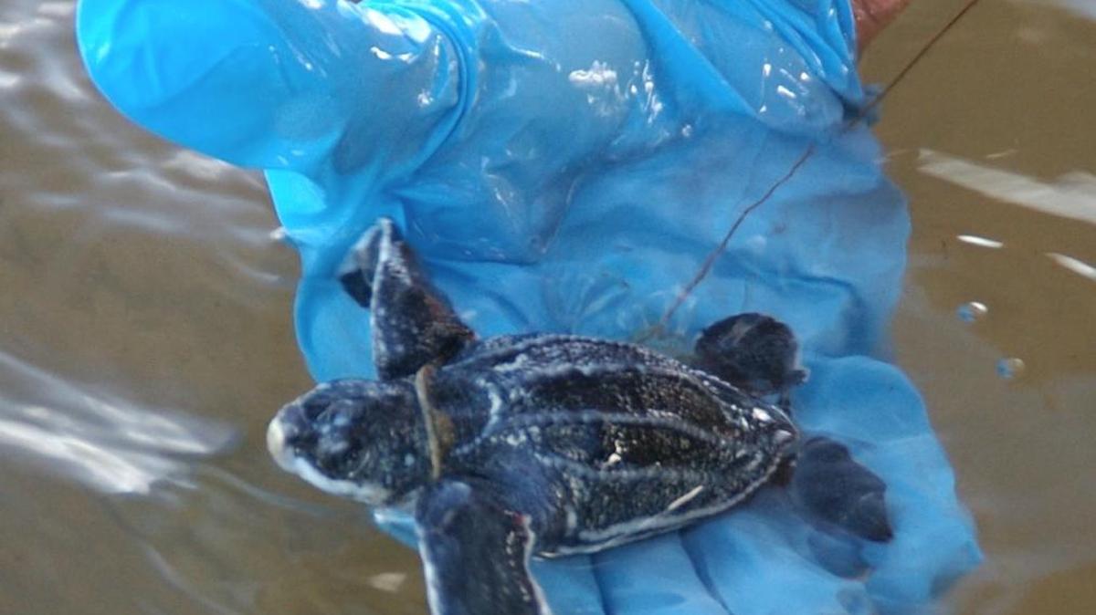 This little guy is in the ocean after hatching at Bahia Honda State Park.