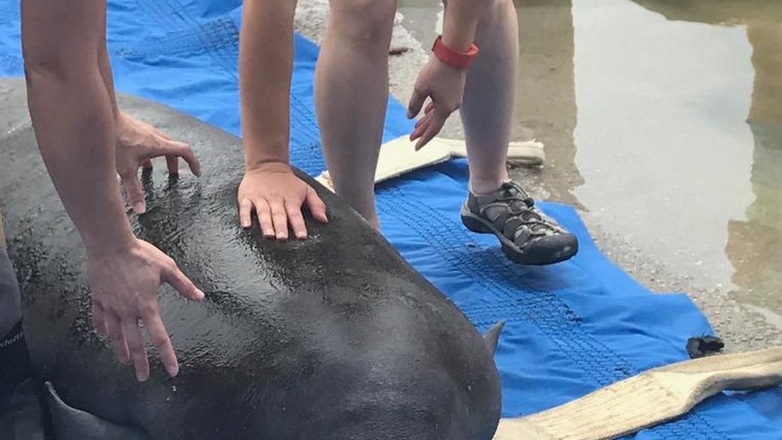 Scientists prepare to release Rebellion the manatee back into the wild following a six-month stay at the Miami Seaquarium, where he was treated and rehabilitated for broken ribs after being hit by a boat in Key Largo. He was released from a boat ramp at Calusa Campground in Key Largo, Thursday, Sept. 28.