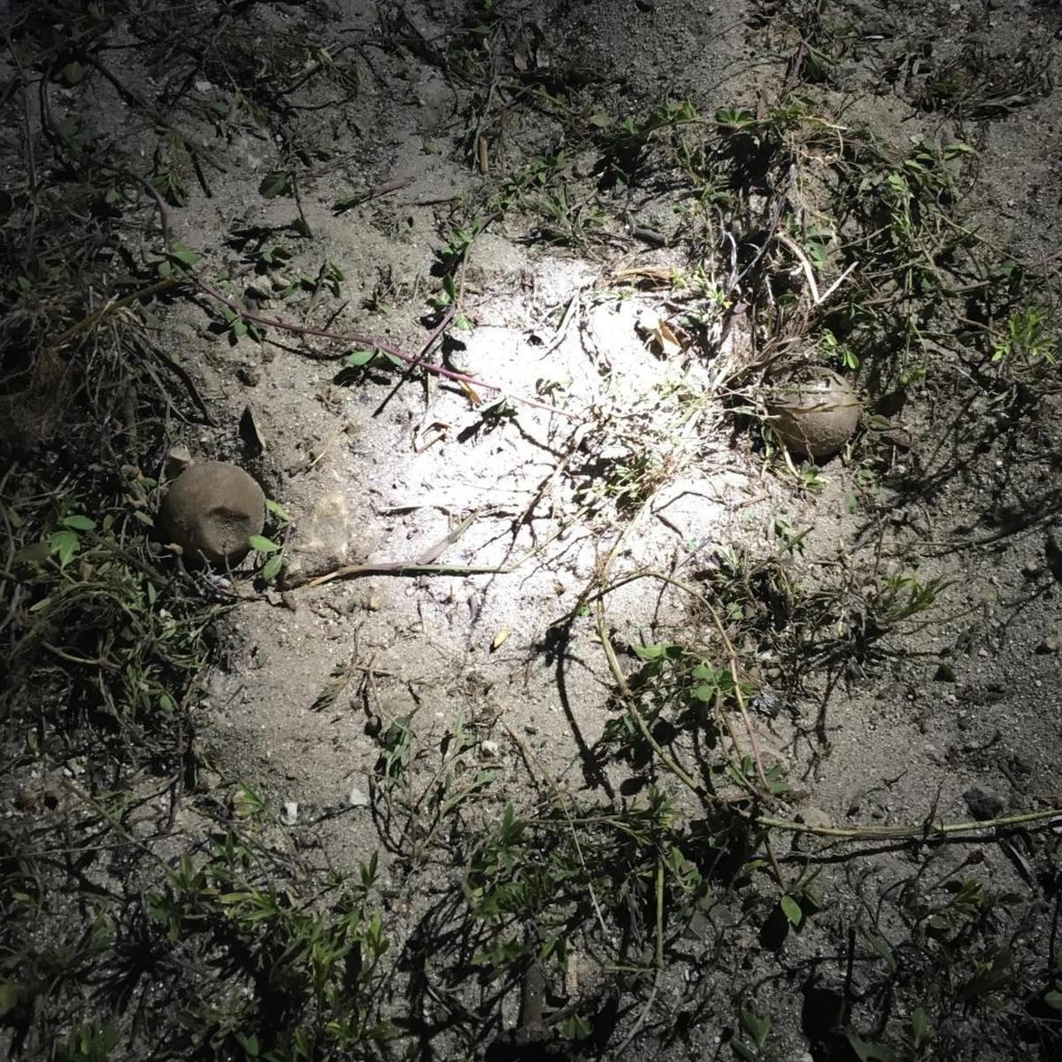 This is the nest of eggs found at the Bridal Path.