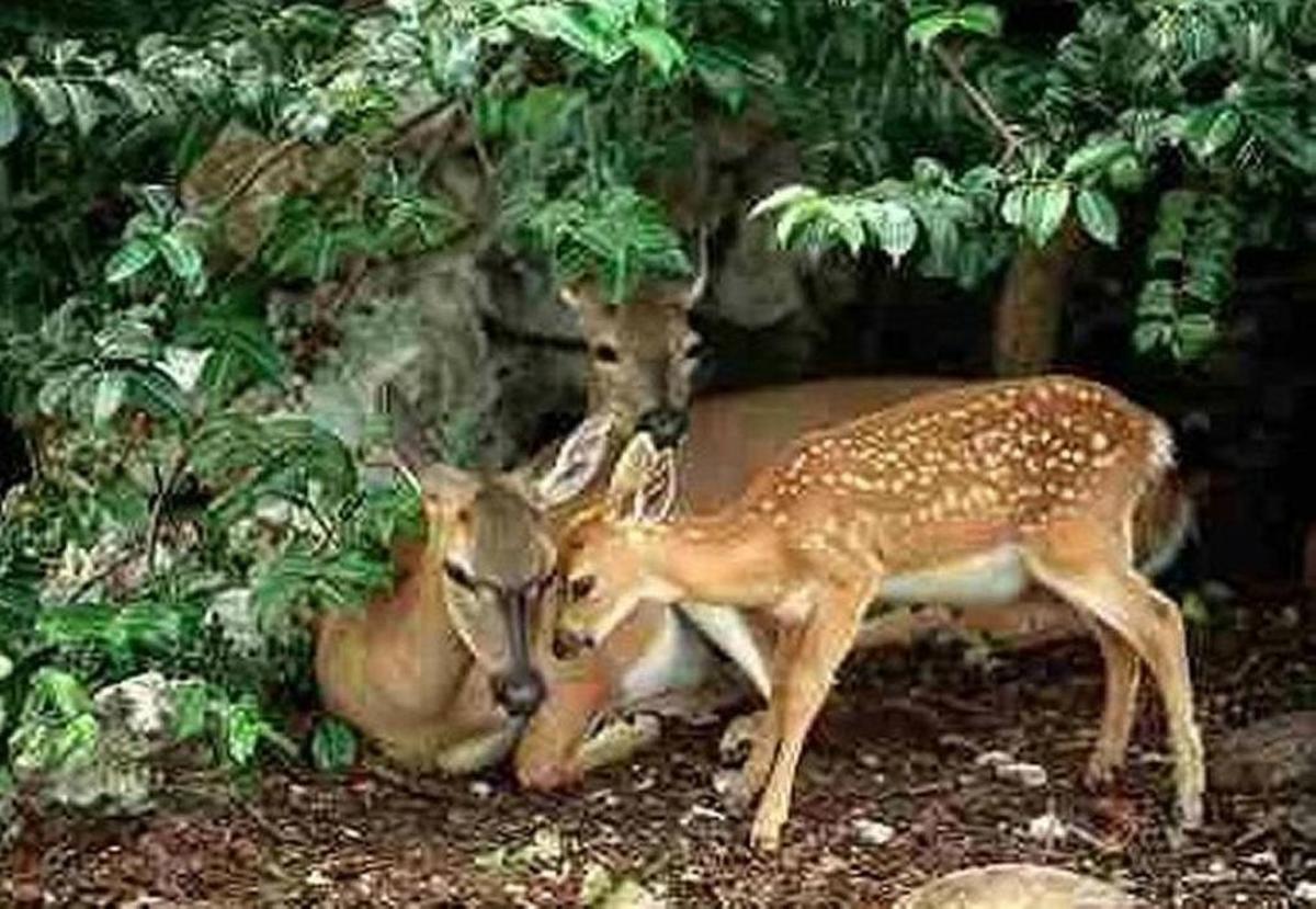 A key deer doe relaxes with her fawn on Big Pine Key in this undated photo. The endangered species is only found in the Florida Keys
