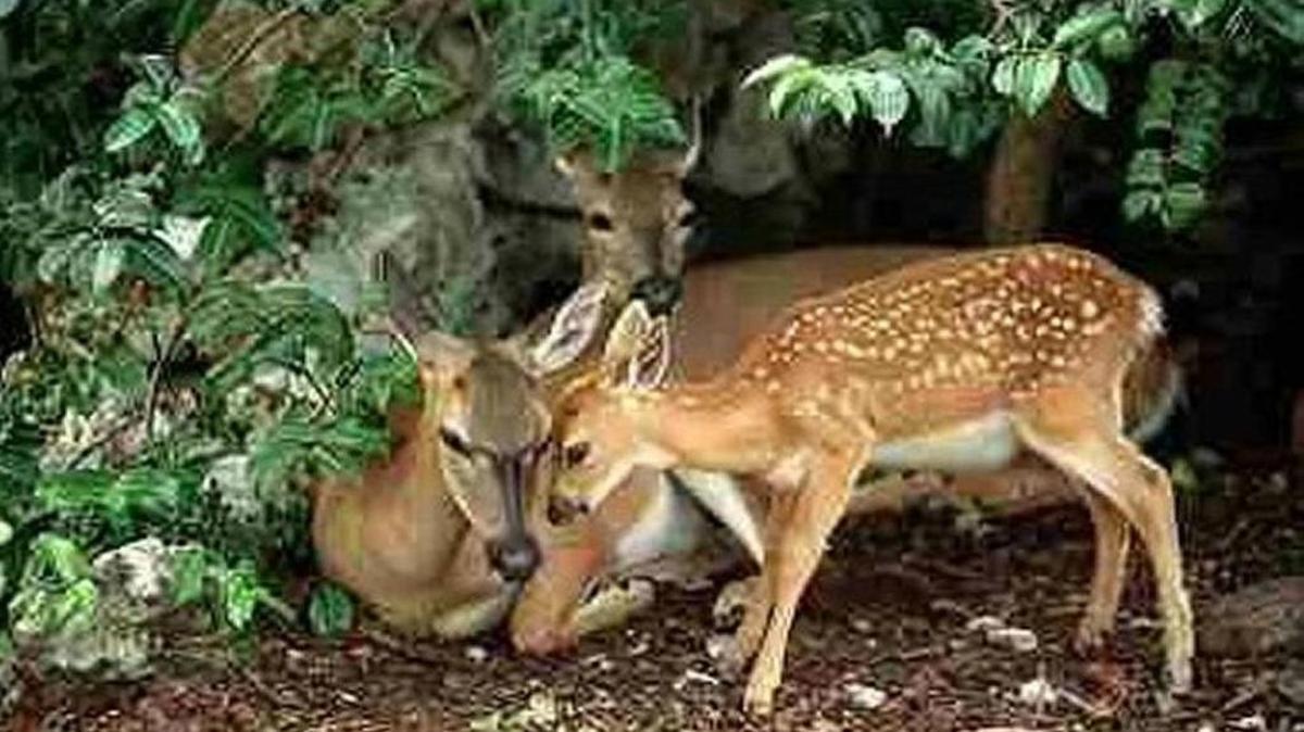 A key deer doe relaxes with her fawn on Big Pine Key in this undated photo. The endangered species is only found in the Florida Keys