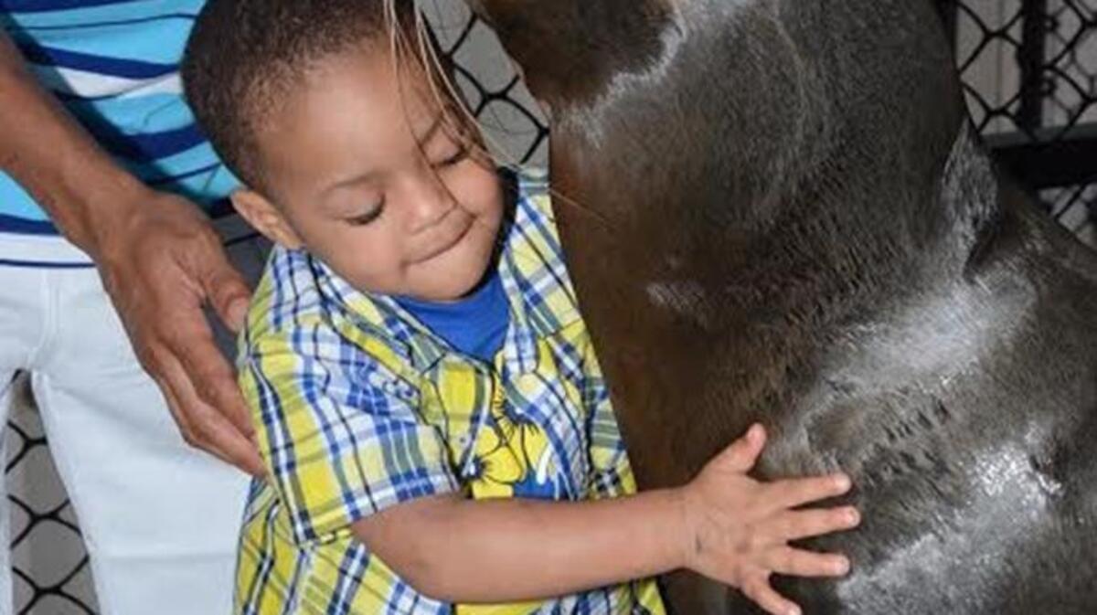 Three-year-old Isaiyah Gould, who lost sight during surgery to have a cancerous kidney tumor removed, is introduced to Karen, a blind sea lion at the Dolphin Research Center in Grassy Key.