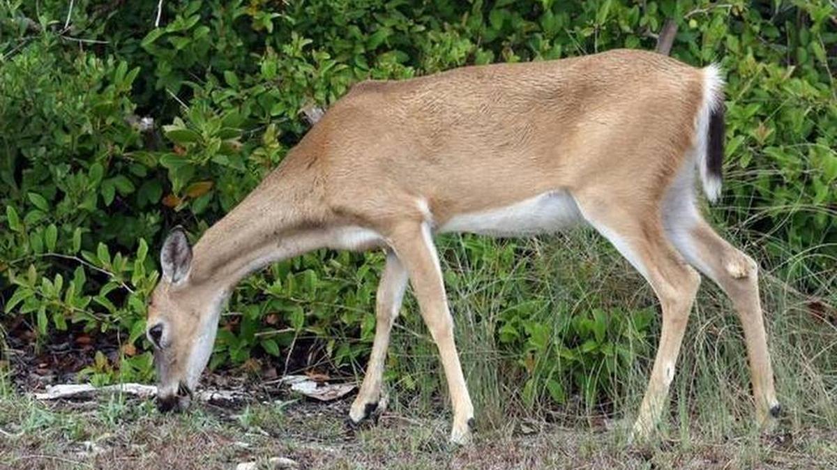 Screwworm caused the death of 135 endangered Key deer.