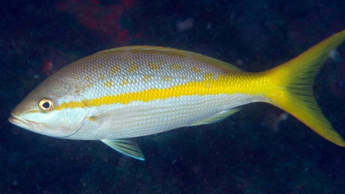 This is a yellowtail snapper.
