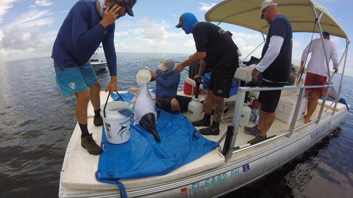 Volunteers with the Dolphins Plus Marine Mammal Responder group tend to a spinner dolphin, one of eight stranded in Florida Bay last weekend. Six were euthanized due to poor medical condition; two sent to a care facility at Sea World of Orlando later died. A ninth dolphin apparently survived.