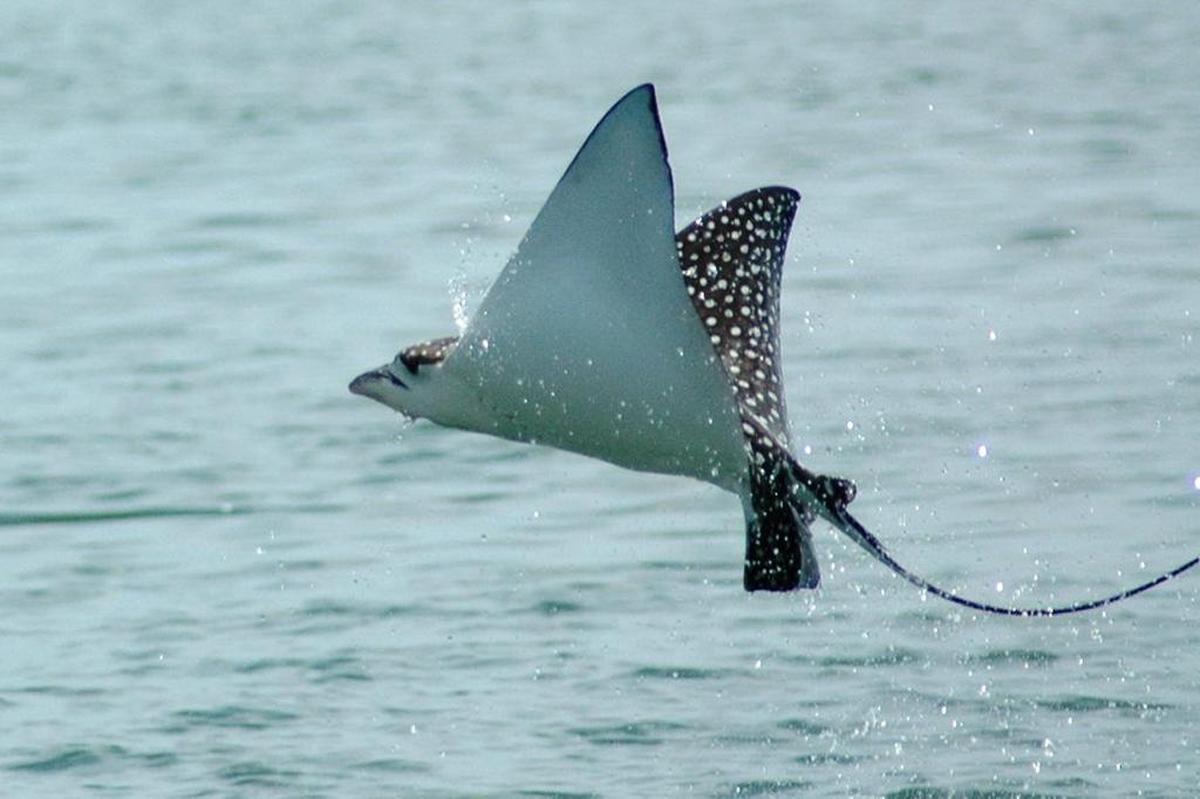 A spotted eagle ray leaps from water off Southwest Florida. Although not aggressive, the rays can harm boaters who find themselves in the animal’s airborne path.