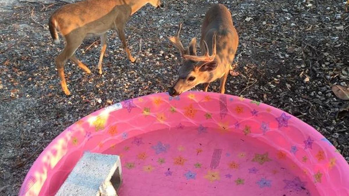 Key deer get a drink of fresh water at a kiddie pool put out by U.S. Fish and Wildlife Service officers.