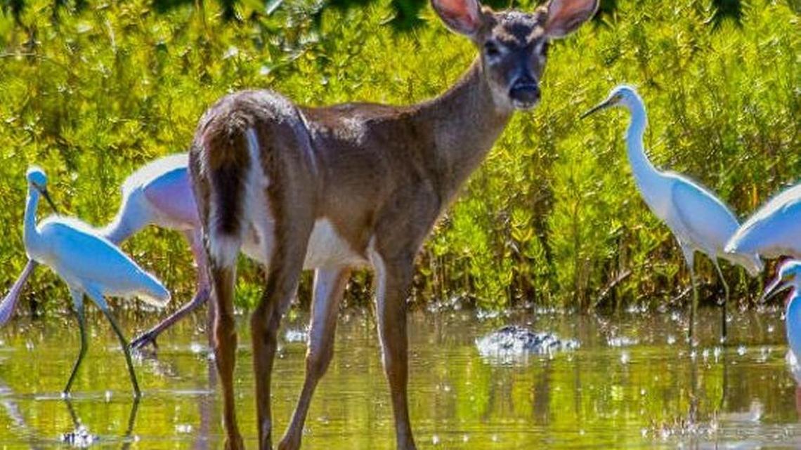 A Key deer stands in shallow water on Big Pine Key.