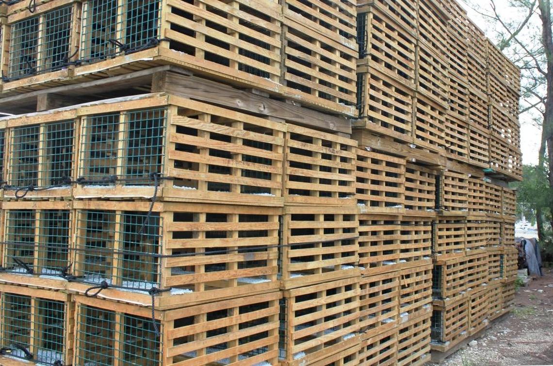 Spiny lobster are the Florida Keys’ most valuable commercial fishing harvest. Hurricane Irma moved or destroyed hundreds of thousands of traps.