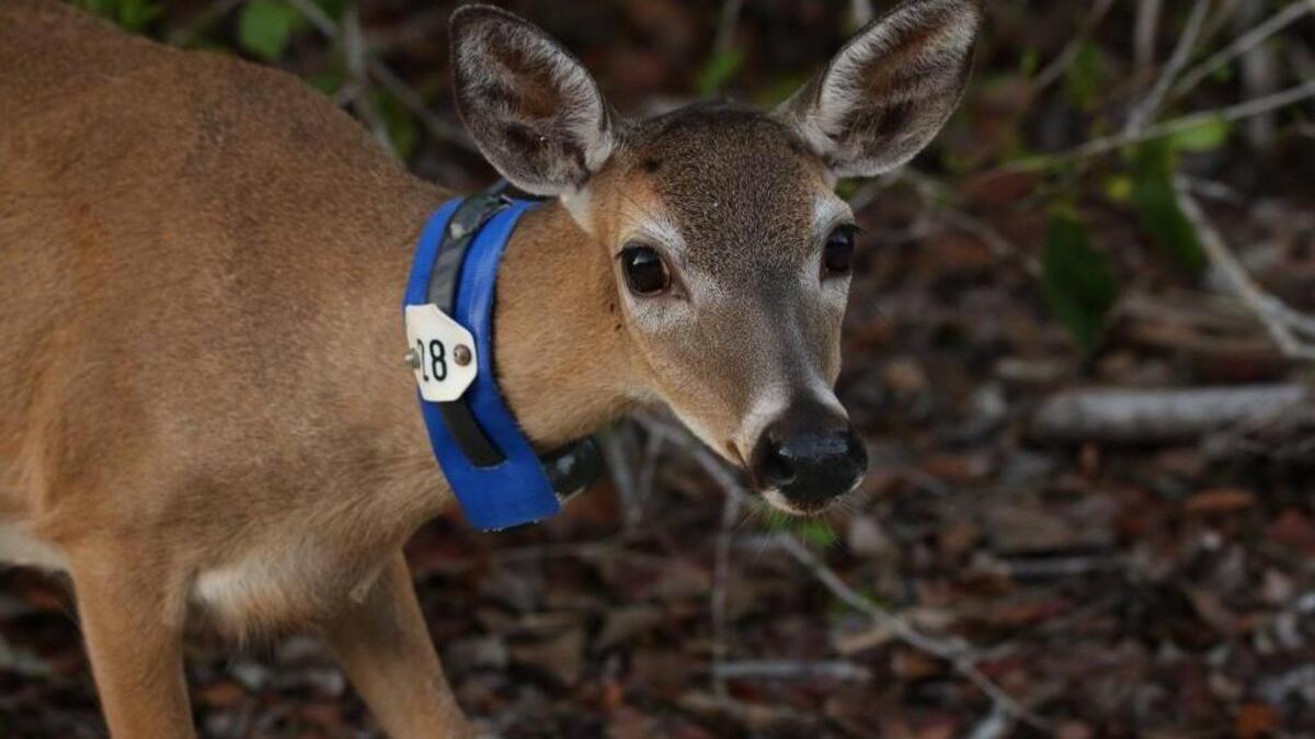 A Key deer doe is outfitted with a collar.