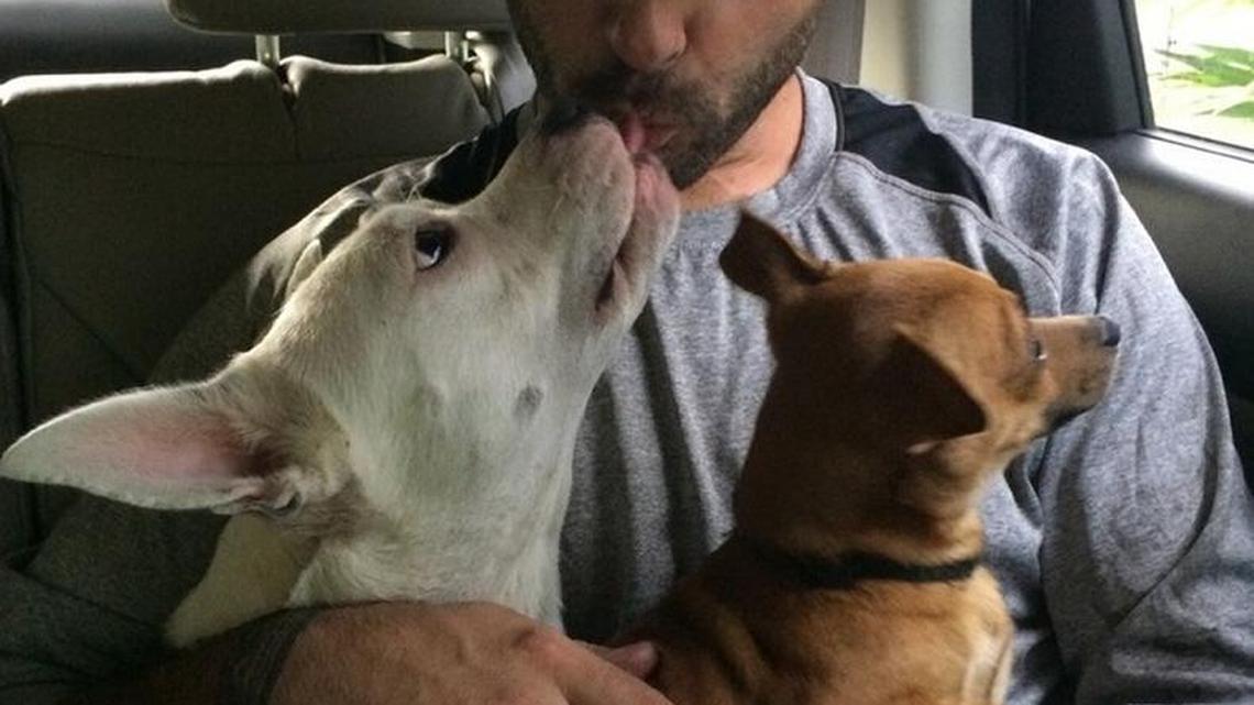 A Florida Keys animal control officer is greeted by Phoenix and Roscoe, two dogs found abandoned in a shed Jan. 28 on Big Pine Key after a home on the property burned down.