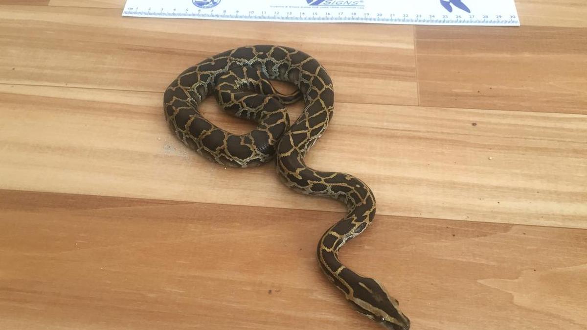 This 18-inch python was taken Aug. 23 near a Key Largo home.