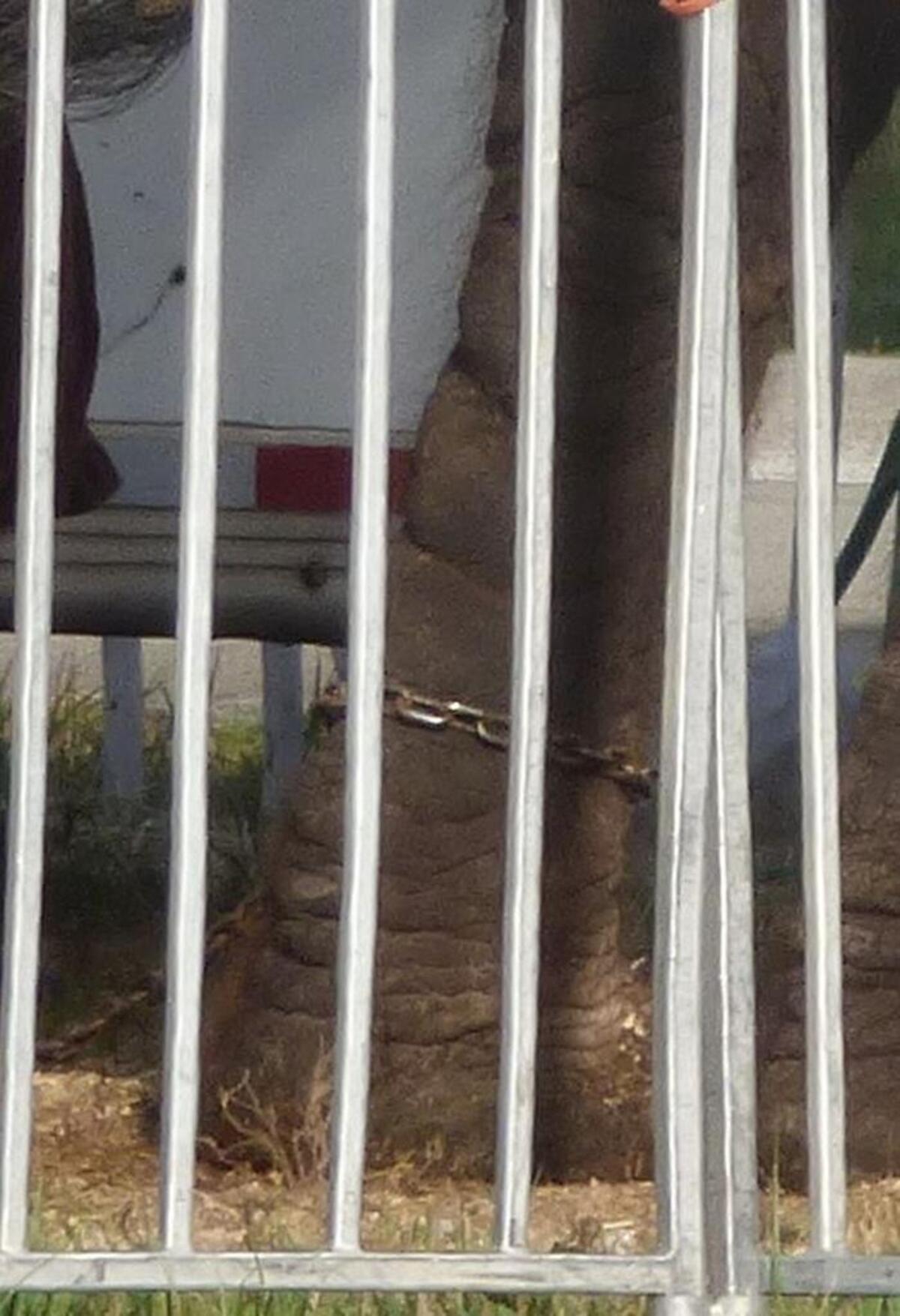 Nosey the elephant is chained in her pen in a lot on U.S. 1 in south Miami-Dade County on May 1.