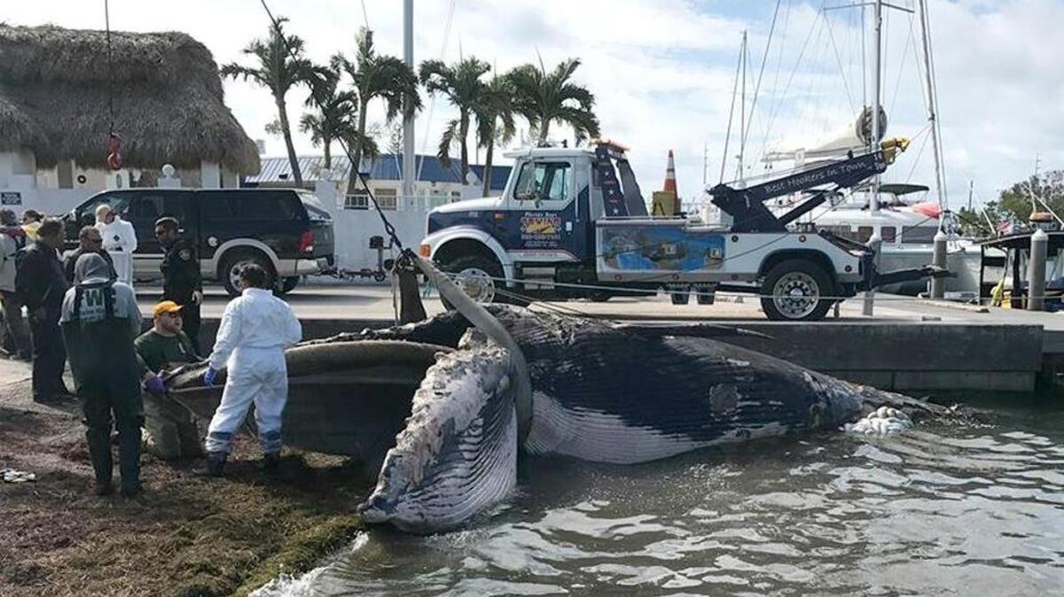 This dead sei whale was found on the bayside of Marathon.