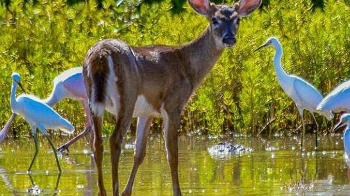 There were 127 Key deer that died from screwworm infestation or were euthanized.