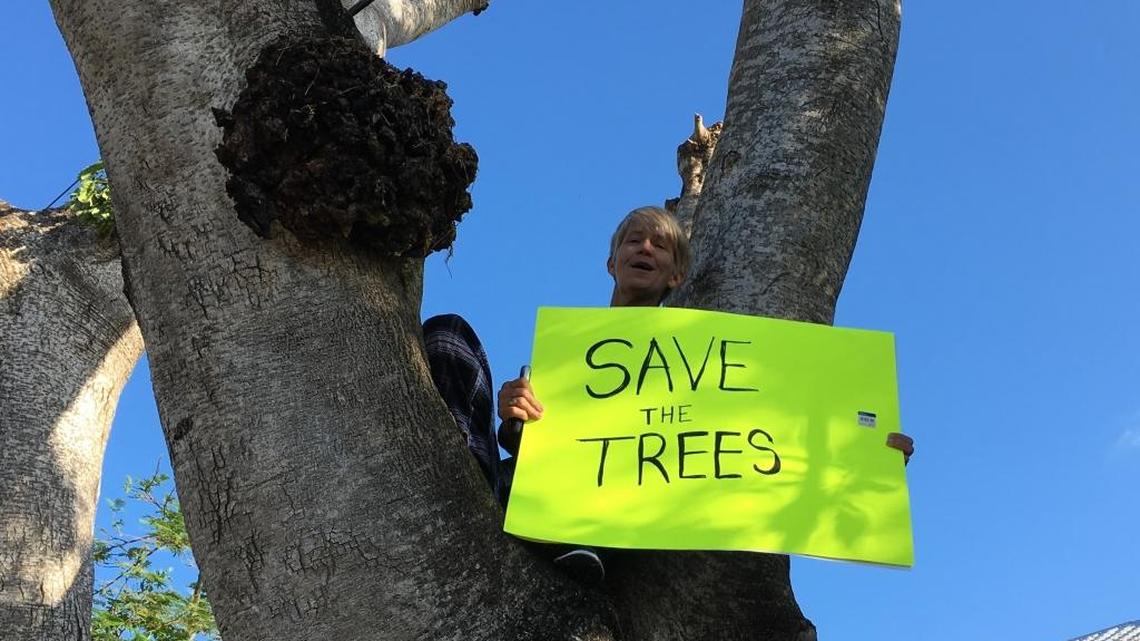 Emalyn Mercer climbed a tree in her neighbor’s yard Wednesday to save it from the city’s tree removal workers.