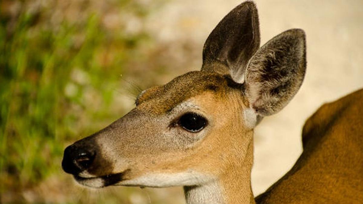 About 10 percent of the herd’s estimated population has been put down.