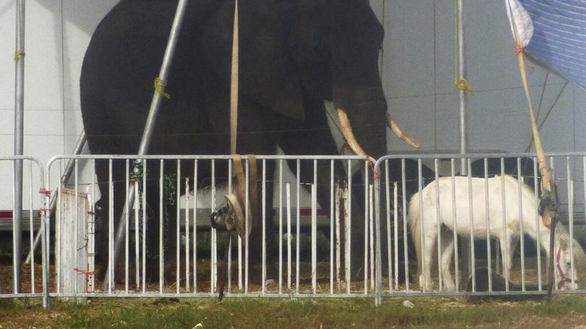 Nosey the circus elephant shares a pen about 30 feet in area with a small pony on a lot off U.S. 1 in south Miami-Dade County on May 1.