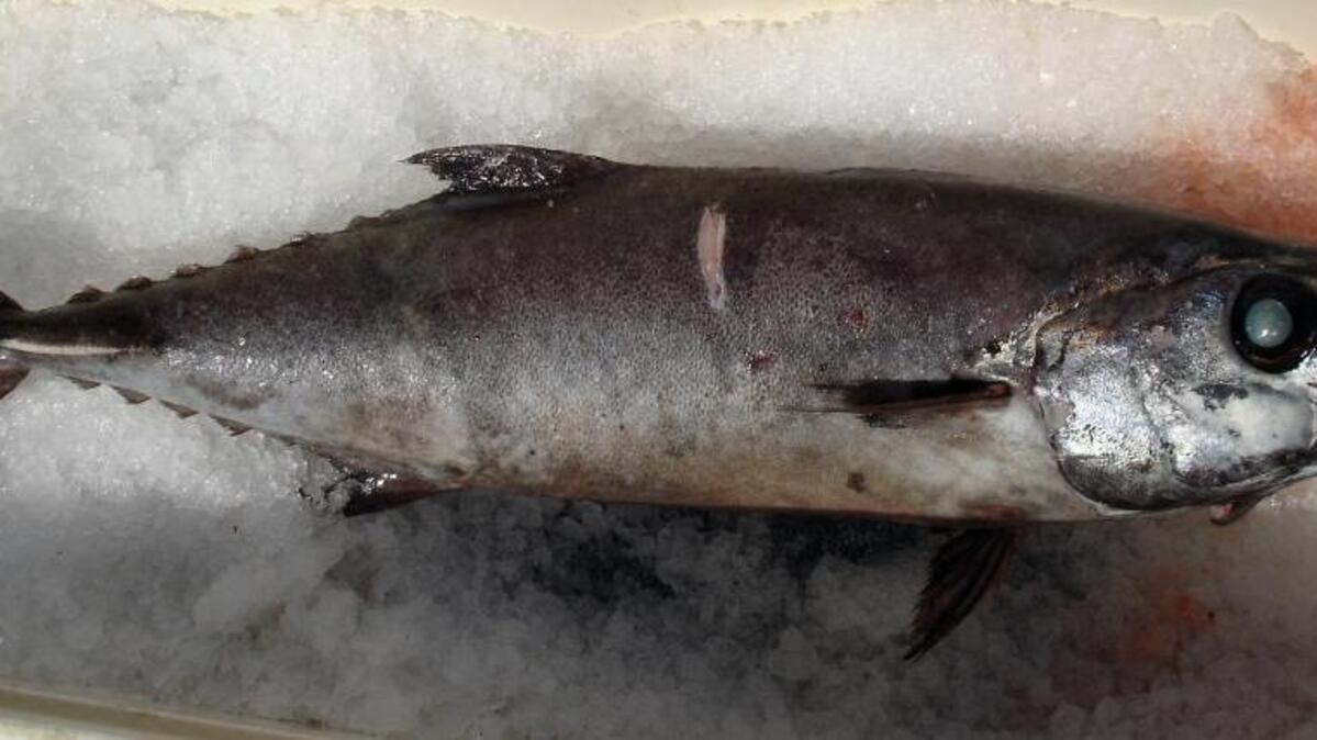 Escolar, pictured here, is often passed off by restaurants as ‘white tuna,’ a nonexistent species of fish.