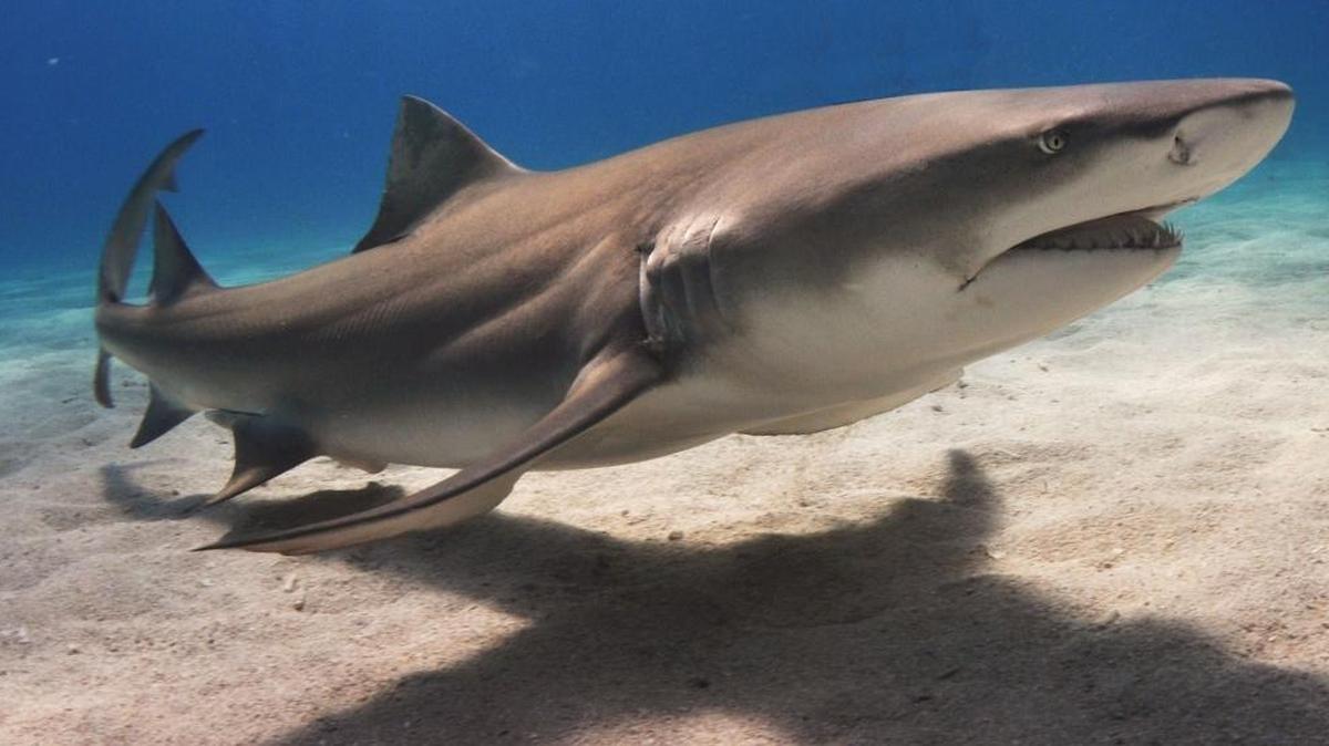 Lemon sharks can be seen in Keys waters up and down the island chain.