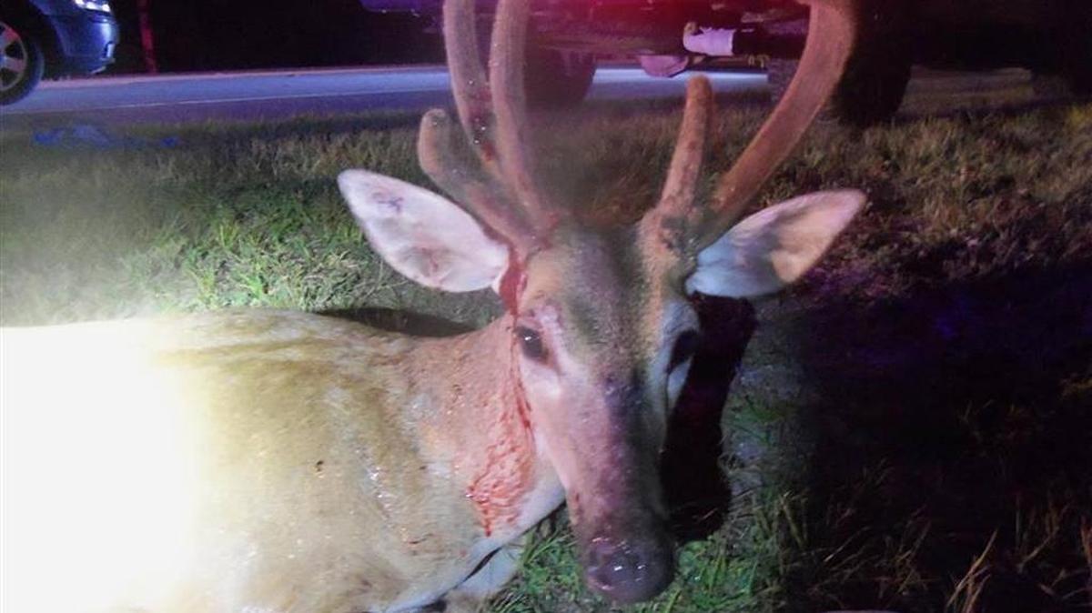 This is the Key deer that was euthanized.