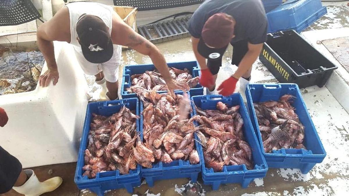 Marathon fisherman Richie Stiglitz (right) and a worker with hundreds of lionfish caught in lobster traps.