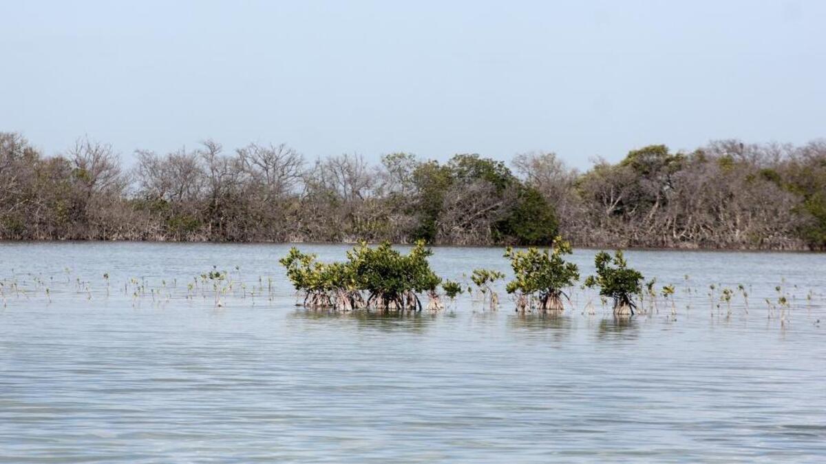 These are dead trees on a recent outing to Florida Bay.