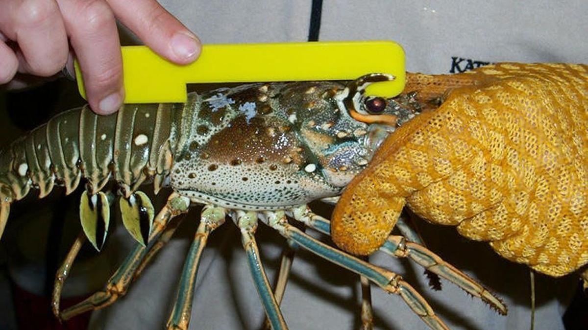 The spiny lobster carapace must be at least 3 inches long to be legal to harvest.