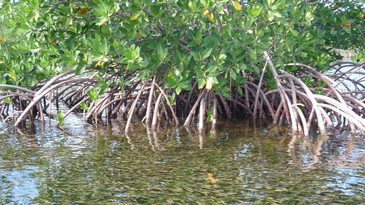 The seagrass in Florida Bay needs help.