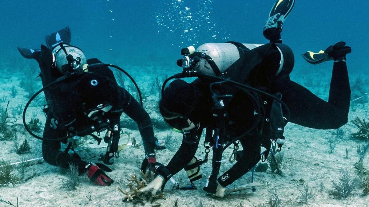 Florida Fish and Wildlife Conservation Commission researchers check out coral at Davis Ledge.
