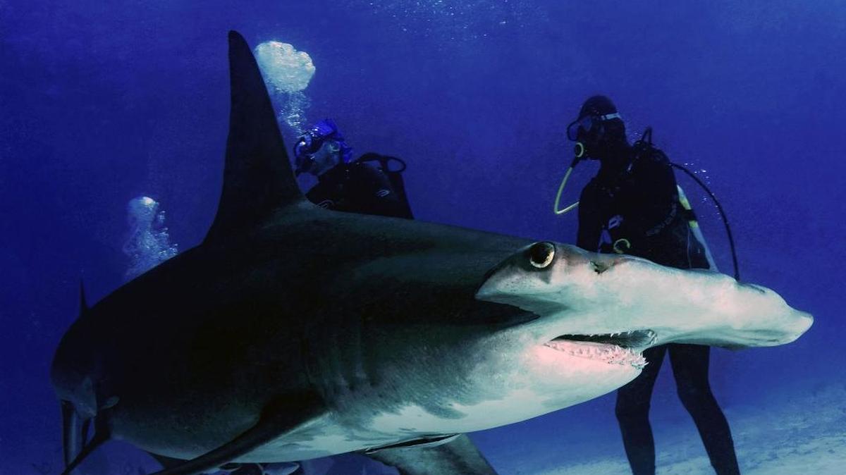 Neal Watson and Jack Levarity on a shark dive in Bimini.
