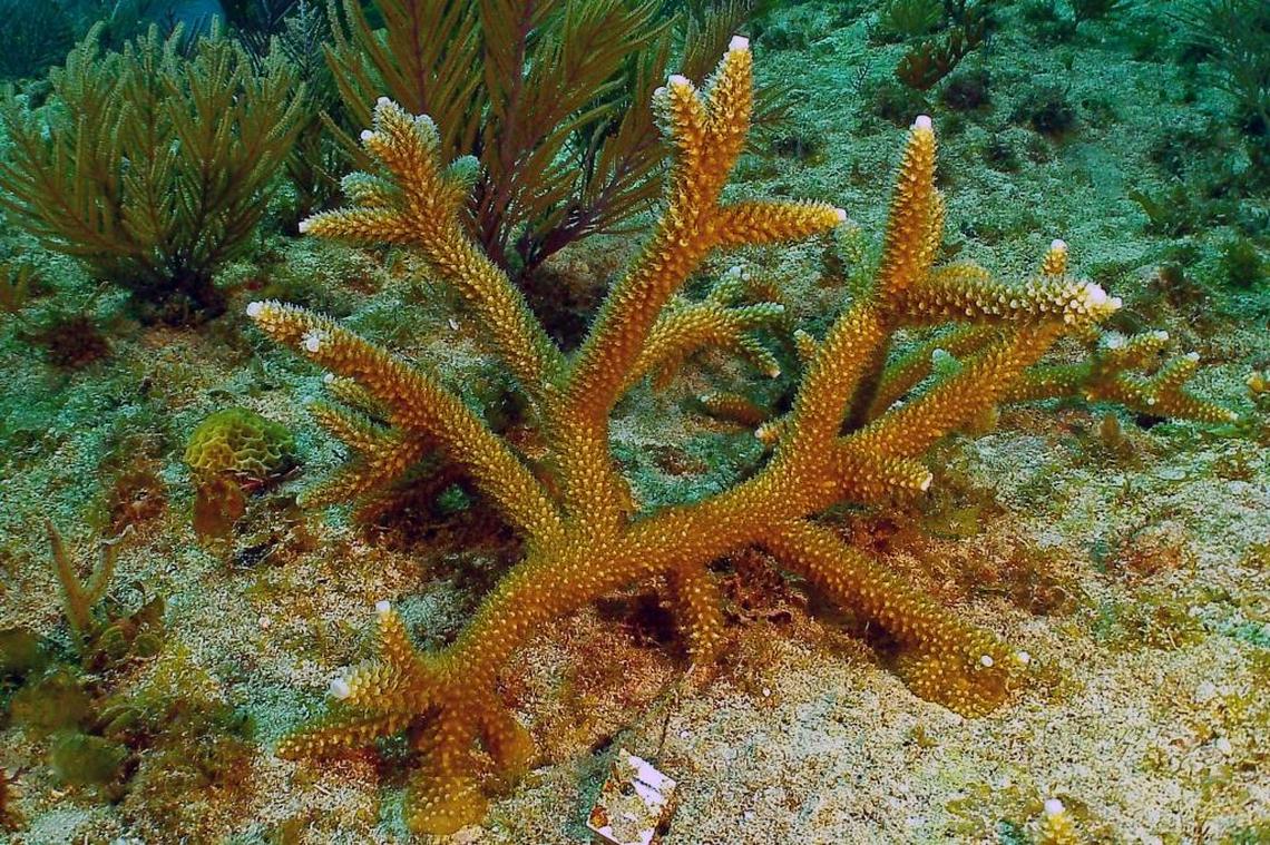 A file photo of a transplanted staghorn shows the normal healthy orange-brown color.