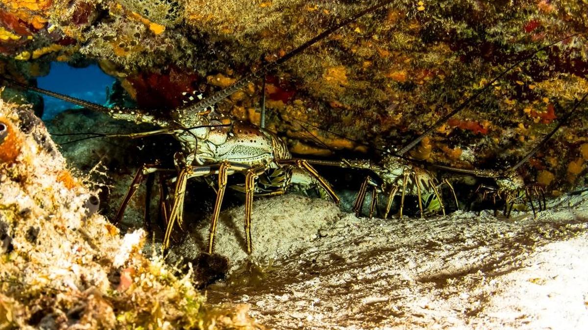 Lobsters stand in a row underneath a rock off the Upper Keys.