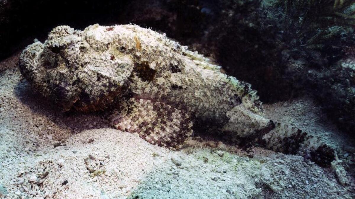 The spotted scorpionfish rests on the ocean bottom.