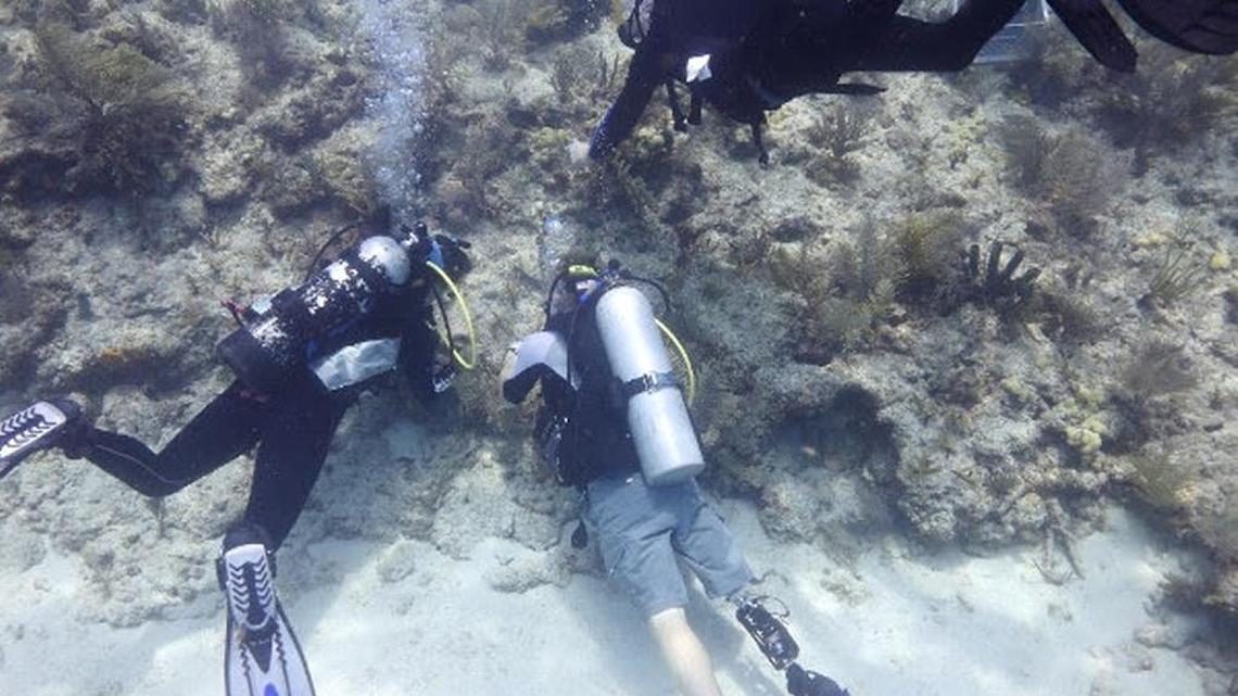 Young corals getting a start on life